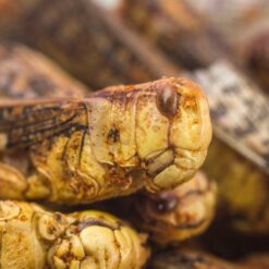 Jiminis Grasshopper ehető sáskák bors és paradicsom fűszerezéssel 10g